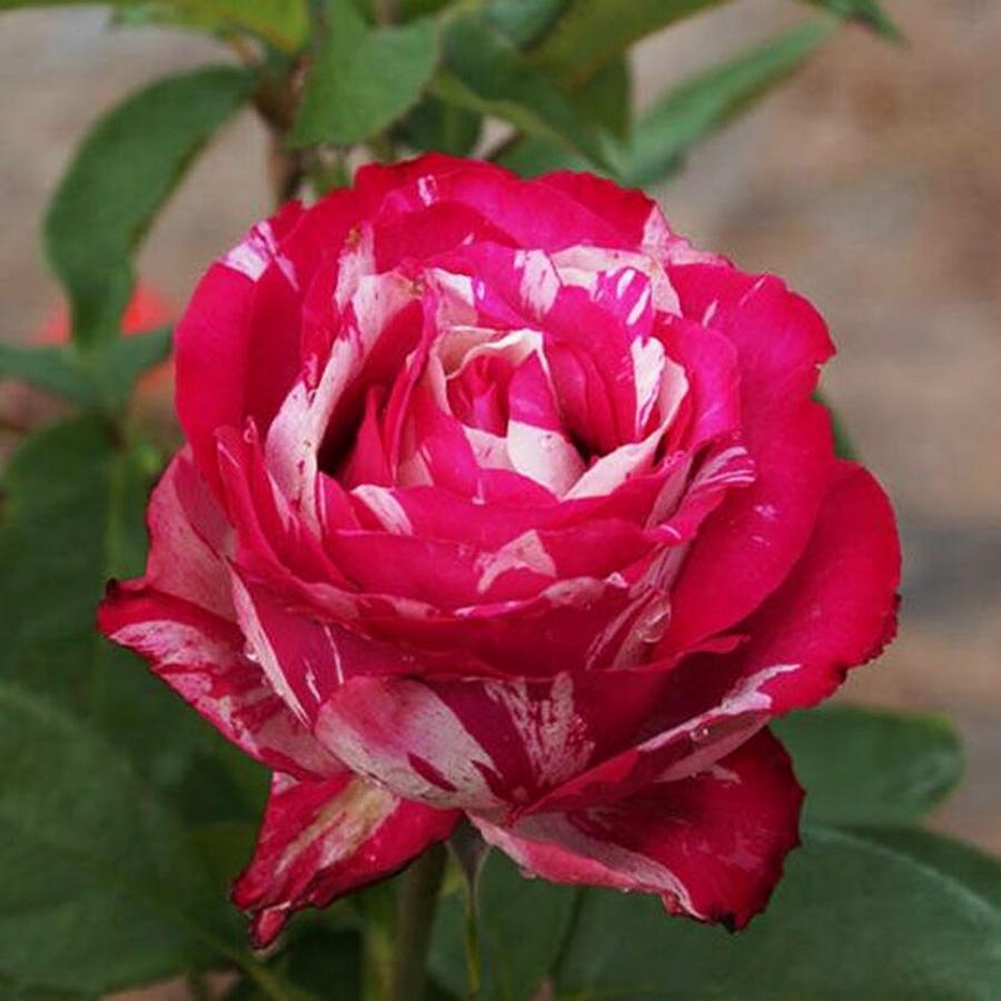 Роза чайно-гибридная Шейм Сутин 1 шт